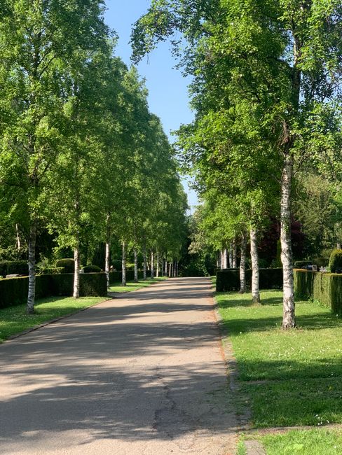A wide residential street lined with tall, leafy green trees on both sides, with a paved road extending into the distance under a clear blue sky. On either side of the street, there are well-maintaine