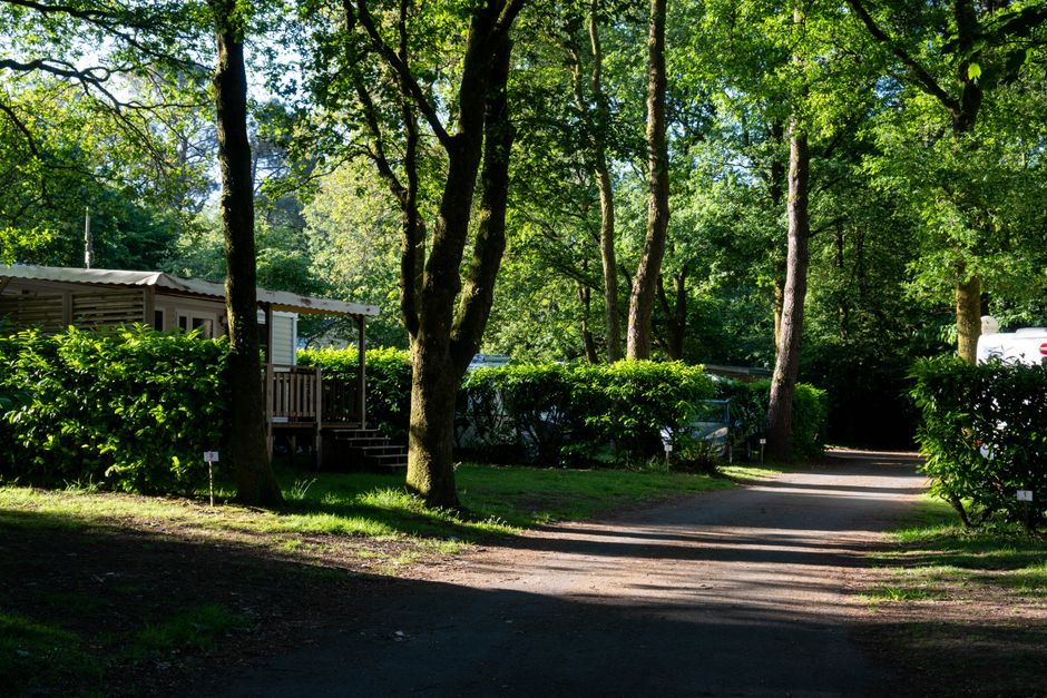 A wide residential street lined with tall, leafy green trees on both sides, with a paved road extending into the distance under a clear blue sky. On either side of the street, there are well-maintaine