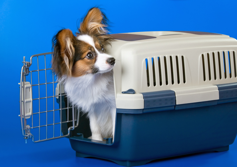 moving company Moving services